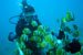 Diving, Bali Adventure