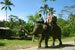Elephant Riding, Bali Adventure