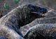 Komodo Dragon