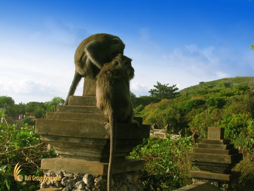 Uluwatu Temple Monkeys